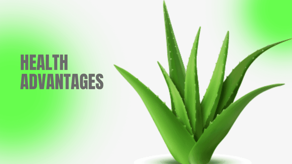 7 Succulent In Some Health Drinks